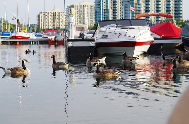 Canadian Goose