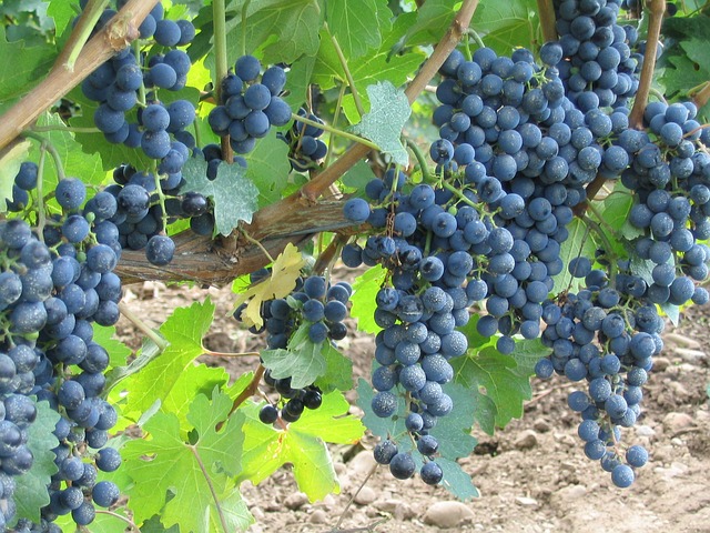 Ontario Wines