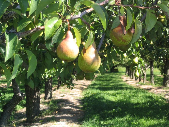 Ontario Pears
